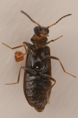 Rhadalidae