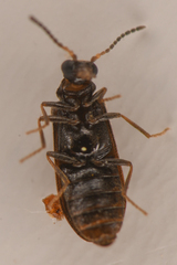 Rhadalidae