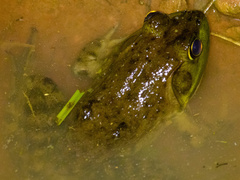 Lithobates grylio