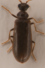 Rhadalidae