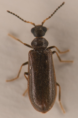Rhadalidae