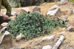 Aristolochia maxima, photograph Patricio Novoa, CC BY, iNaturalist via GBIF