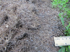 Thomomys monticola