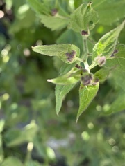 Ageratina occidentalis