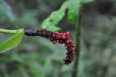 Anthurium vallense