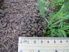 Thomomys monticola