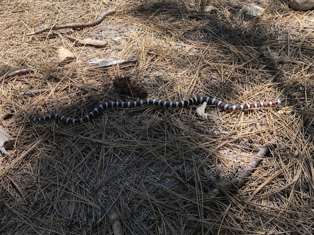 California Mountain Kingsnake In July 2022 By Funguy156 INaturalist   Large 