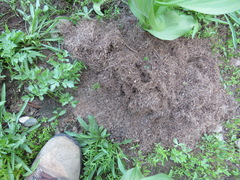 Thomomys monticola
