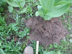 Thomomys monticola