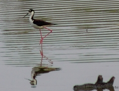 Himantopus mexicanus