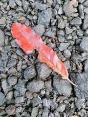 Cephaleuros lagerheimii