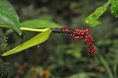 Anthurium vallense