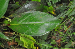 Anthurium vallense