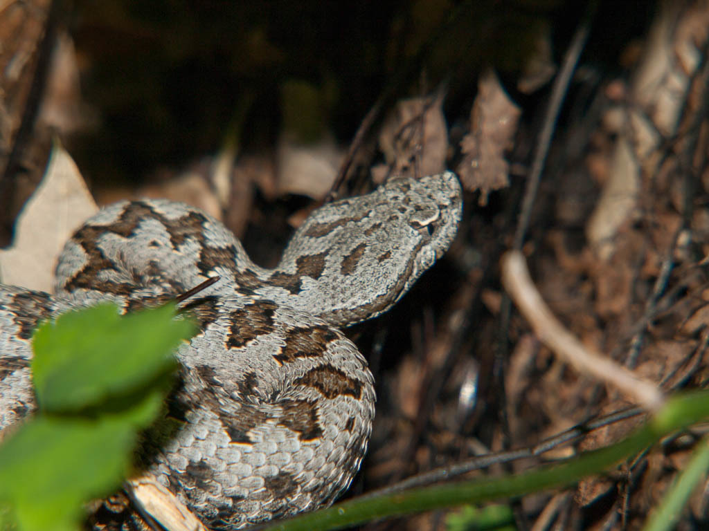 Lataste's Viper (Répteis e Anfíbios de Portugal) · iNaturalist
