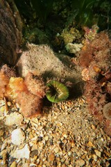 Homophyllia australis