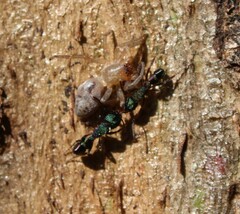 Clubiona robusta