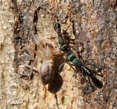 Clubiona robusta