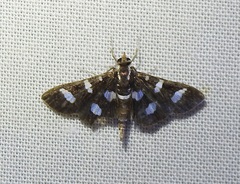 Desmia discrepans