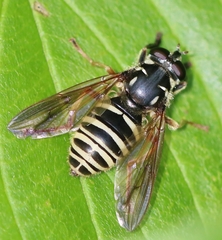 Temnostoma excentrica