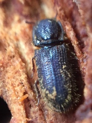 Pycnomerodes peregrinus