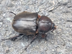 Trypoxylus dichotomus dichotomus