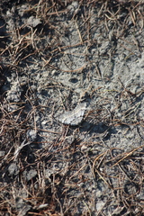 Xanthorhoe abrasaria