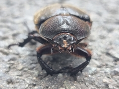 Trypoxylus dichotomus dichotomus