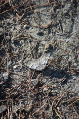 Xanthorhoe abrasaria