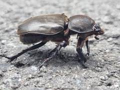 Trypoxylus dichotomus dichotomus
