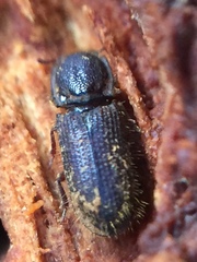 Pycnomerodes peregrinus