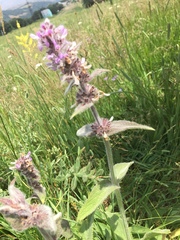 Stachys germanica