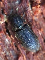 Pycnomerodes peregrinus