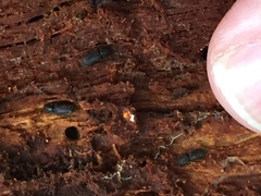 Pycnomerodes peregrinus