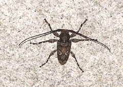 Oreodera brailovskyi