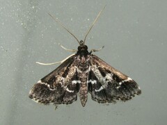 Diasemiodes janassialis