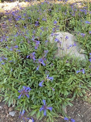 Penstemon gracilentus