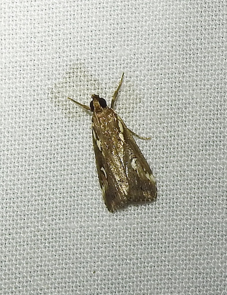 Perimeceta niphospila