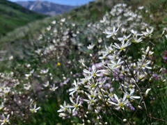 Eremogone gypsophiloides