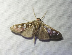 Pygospila bivittalis