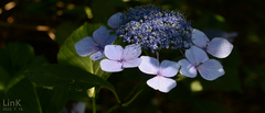 Hydrangea serrata