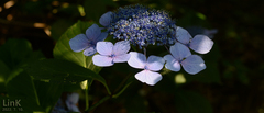 Hydrangea serrata