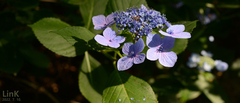Hydrangea serrata