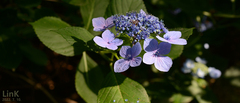 Hydrangea serrata