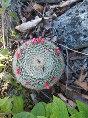 Mammillaria haageana conspicua