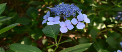 Hydrangea serrata