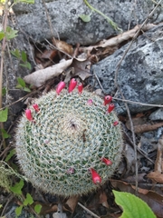 Mammillaria haageana conspicua