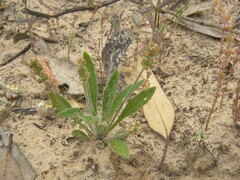 Plantago drummondii