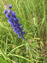 Delphinium glaucum