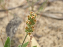 Plantago drummondii