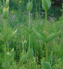 Silphium integrifolium